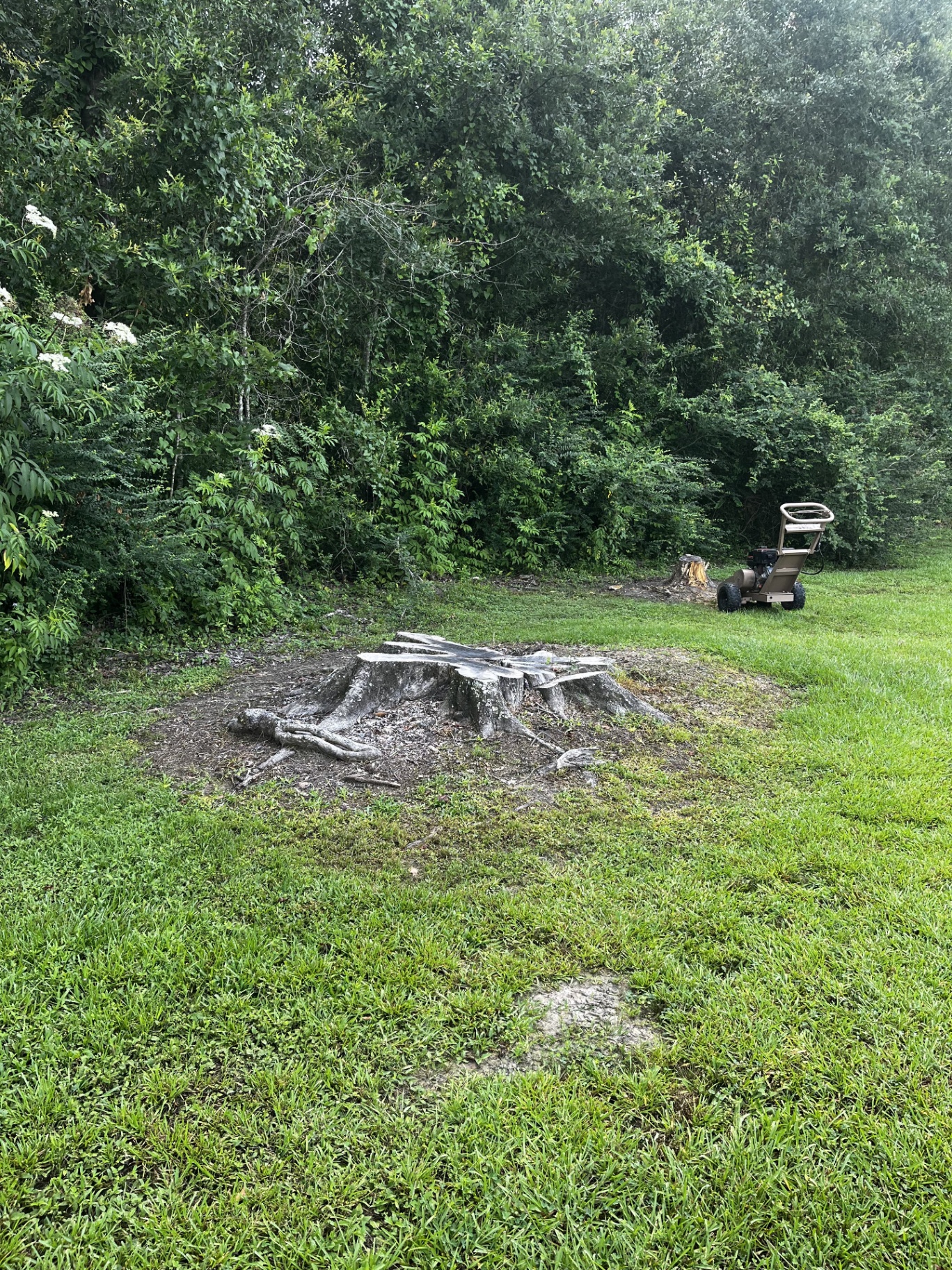 Before stump grinding: large stump in the lawn
